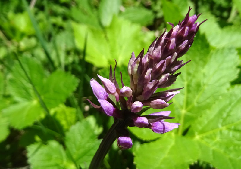 Catena dei Lagorai...da Pergine al Passo del Manghen